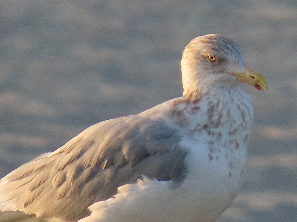 アメリカセグロカモメ - ML645570605