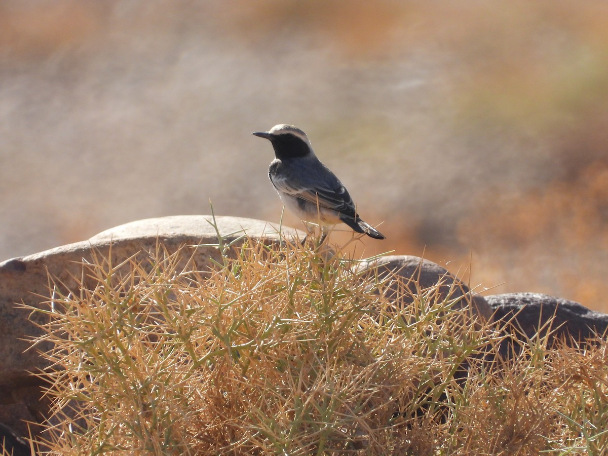 チャゴシサバクヒタキ - ML645570606