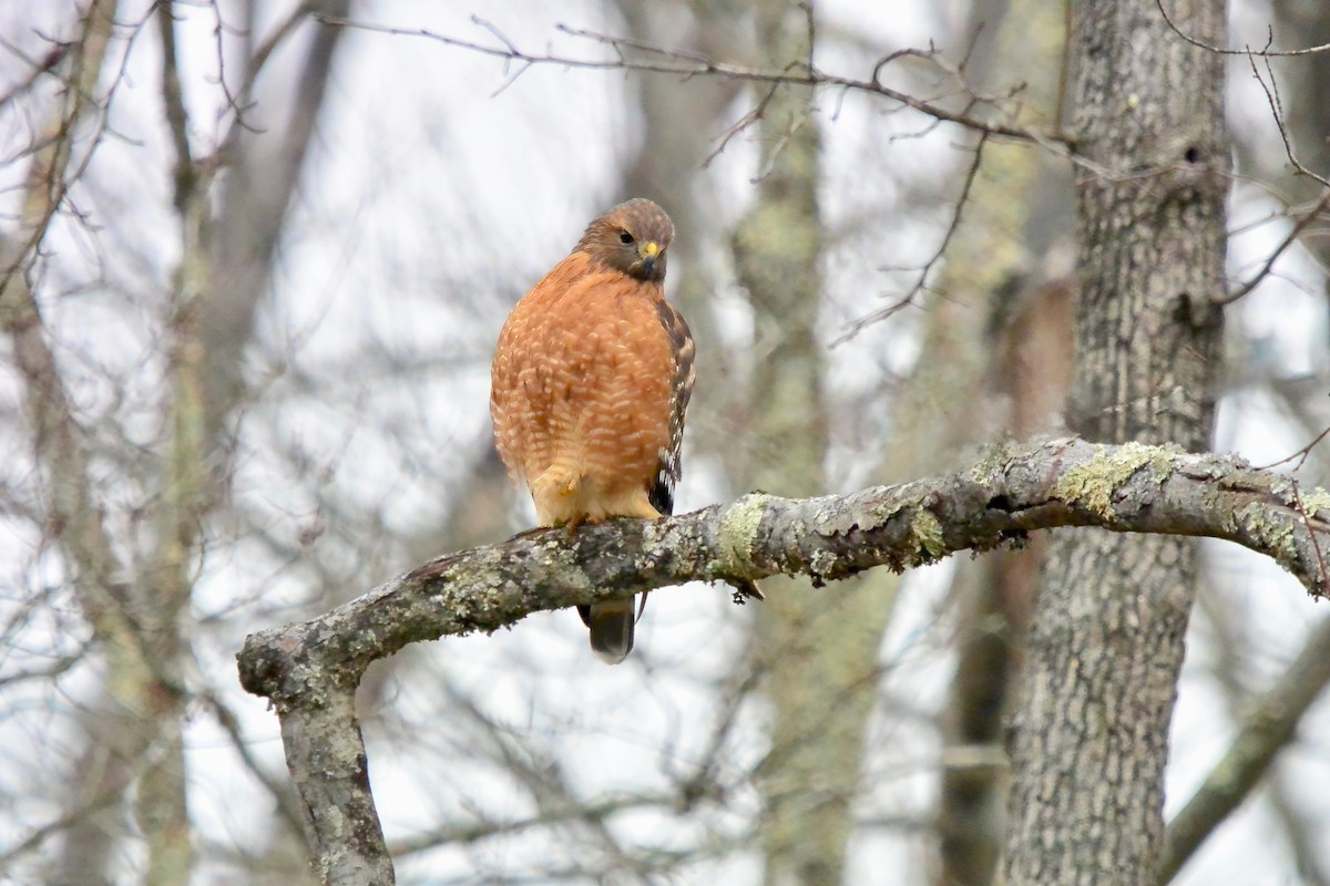 カタアカノスリ - ML645570607