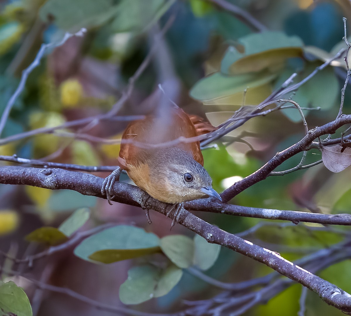 パラグアイオナガカマドドリ - ML645570608