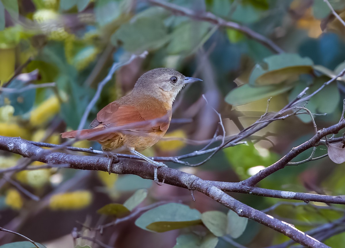 パラグアイオナガカマドドリ - ML645570609