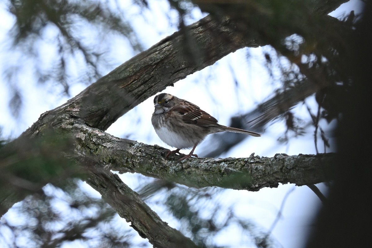 ノドジロシトド - ML645570610