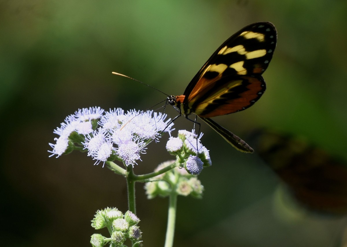 Insects - ML645570611