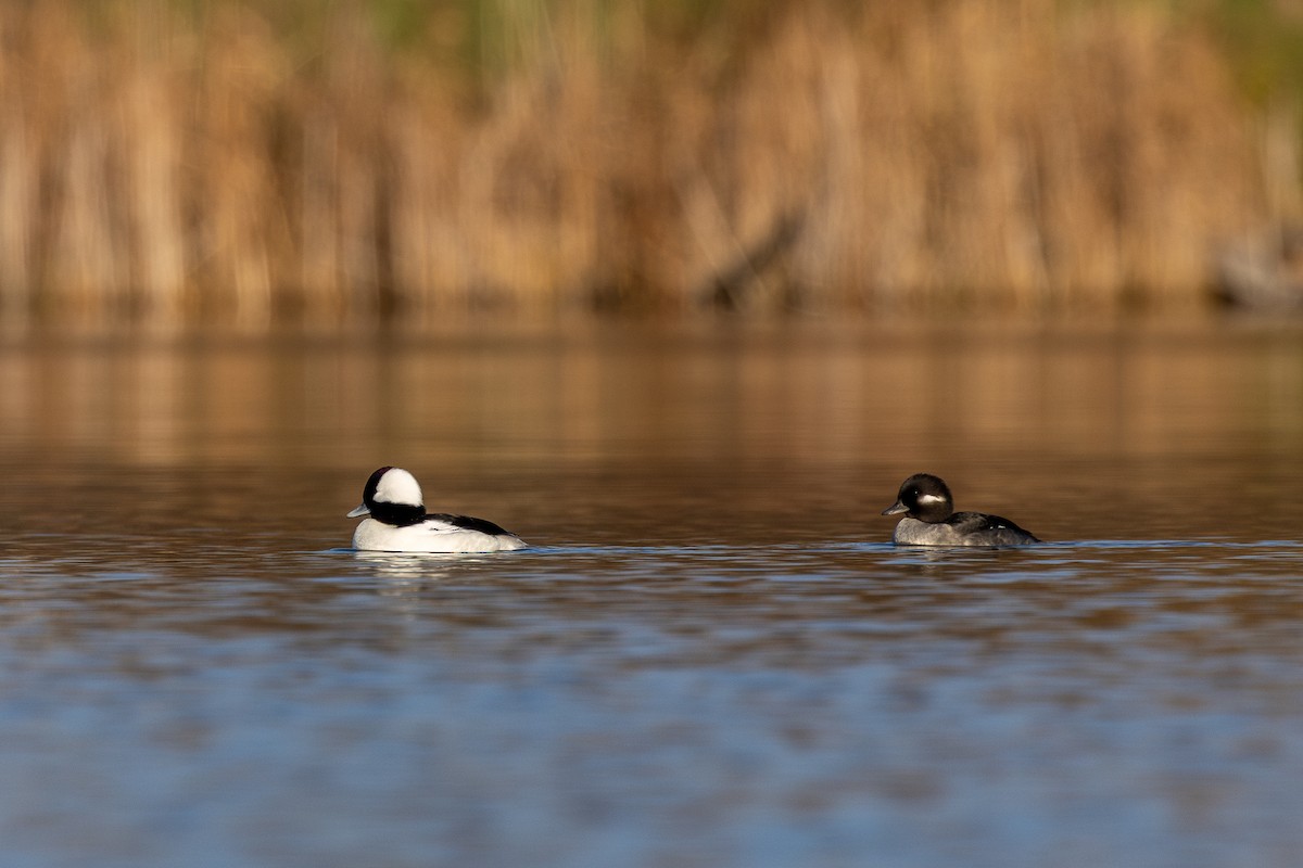 ヒメハジロ - ML645570625