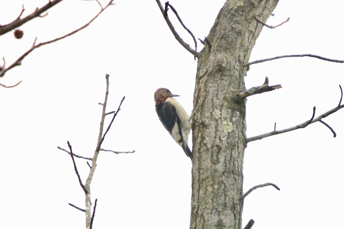 ズアカキツツキ - ML645570627