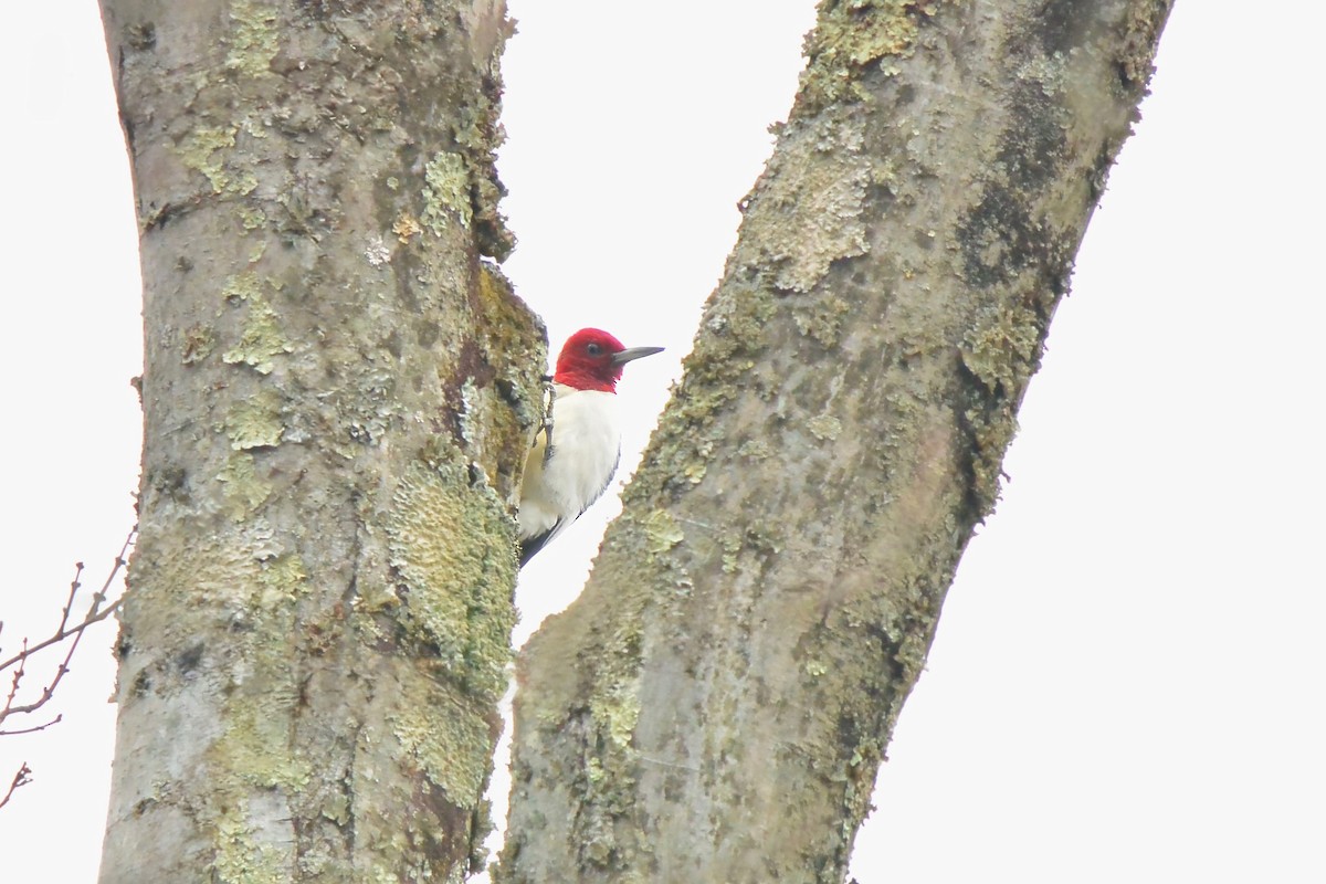 ズアカキツツキ - ML645570628