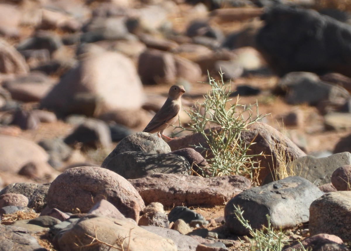 ナキマシコ - ML645570629