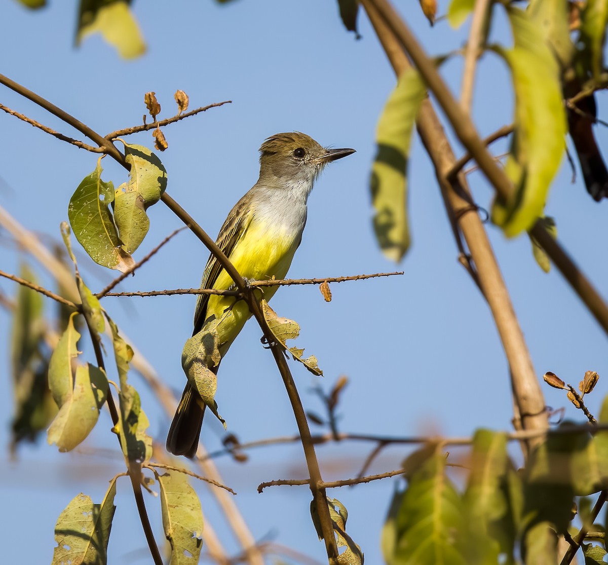 シロハラオオヒタキモドキ - ML645570630