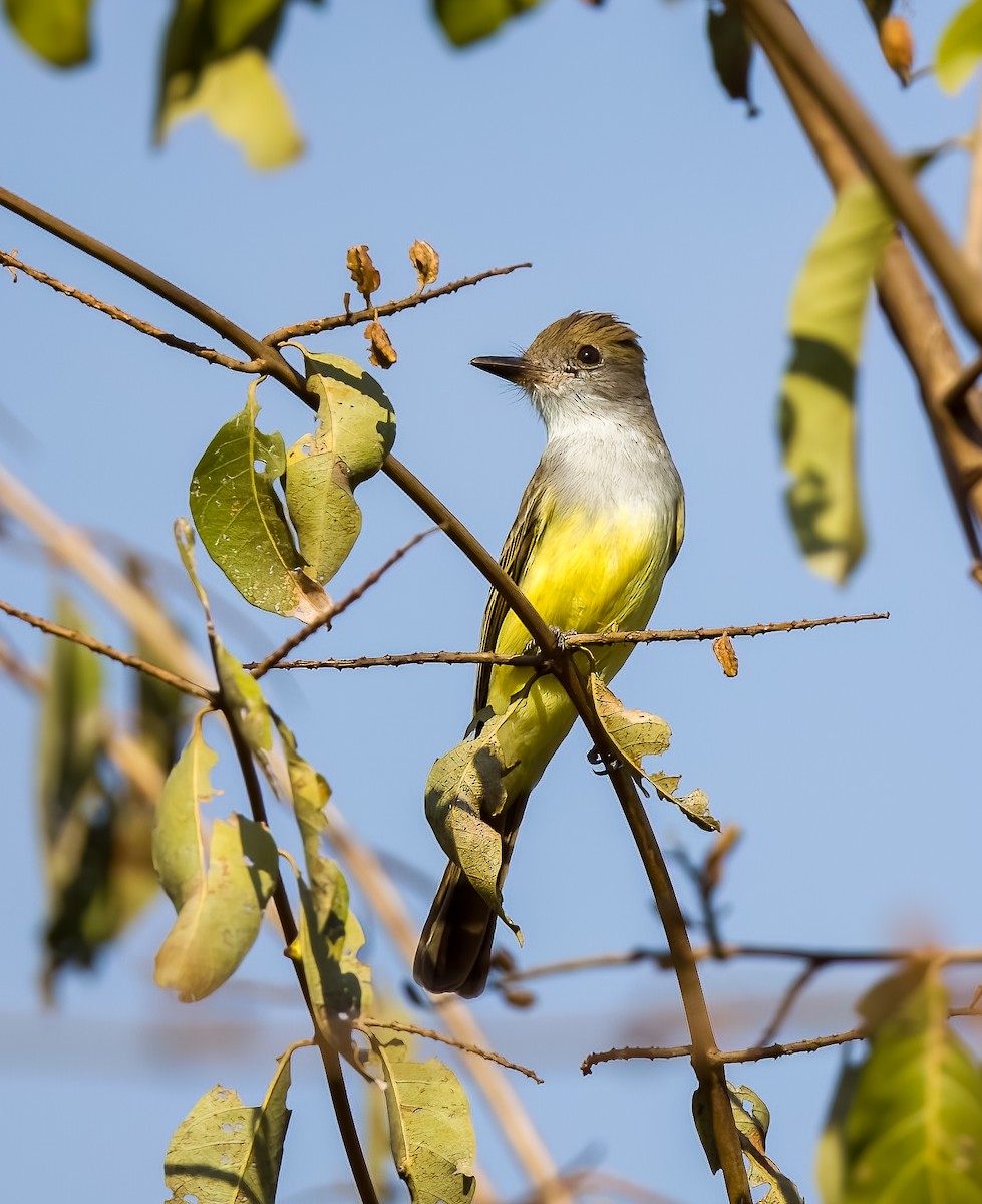 シロハラオオヒタキモドキ - ML645570631