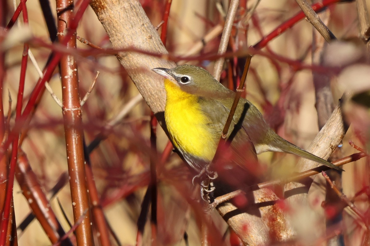 オオアメリカムシクイ - ML645570633