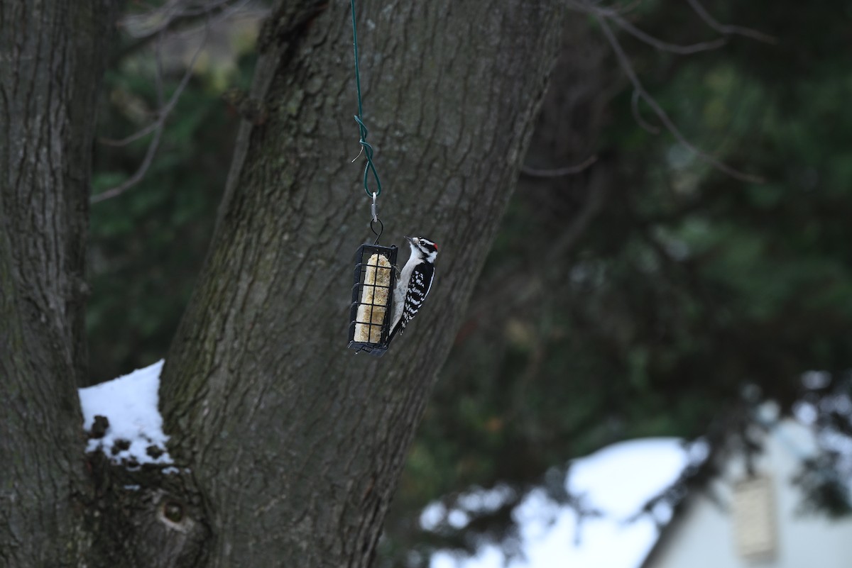 セジロコゲラ - ML645570635