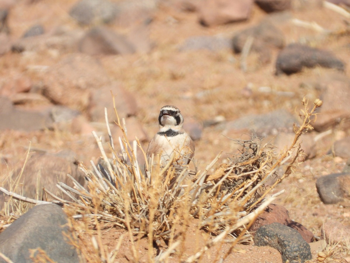 ウスイロハマヒバリ - ML645570639