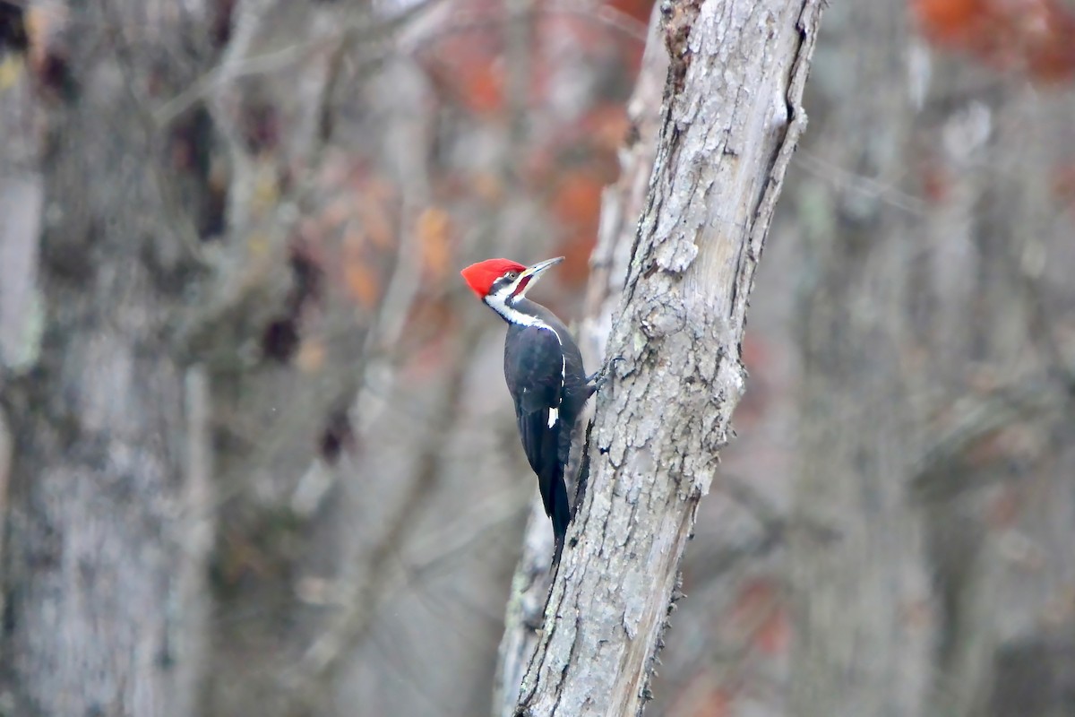 エボシクマゲラ - ML645570640