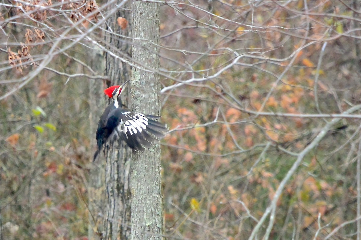 エボシクマゲラ - ML645570641
