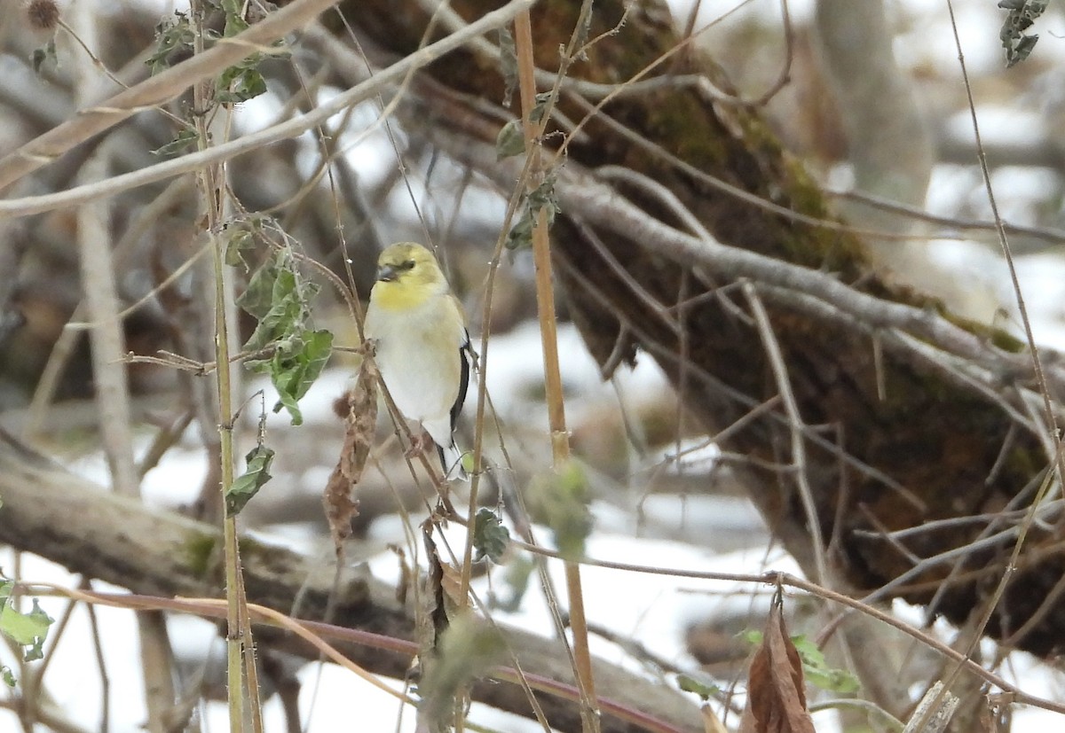 オウゴンヒワ - ML645570642