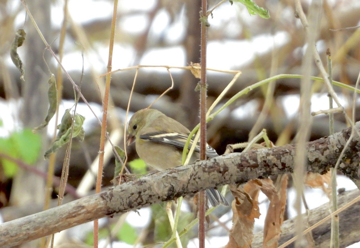 オウゴンヒワ - ML645570643