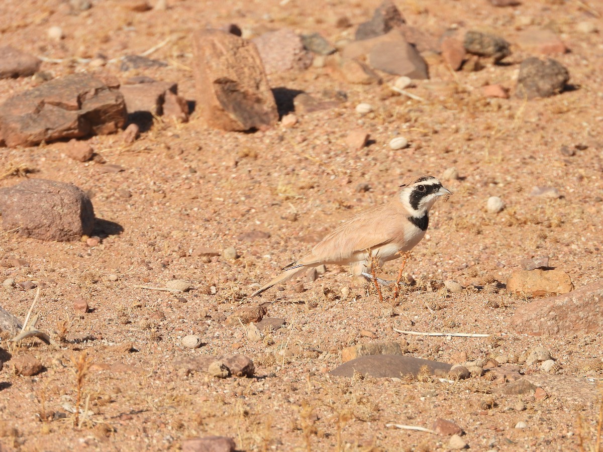 ウスイロハマヒバリ - ML645570644