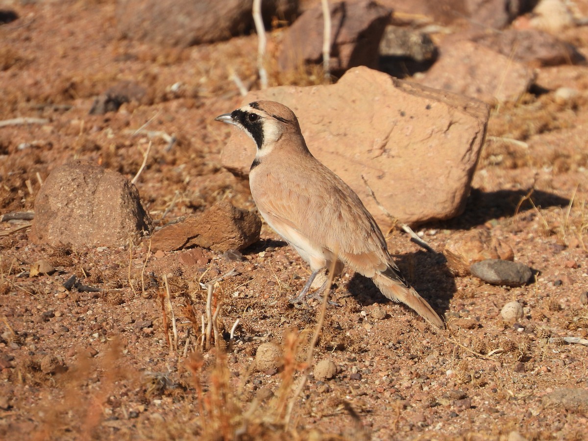 Temminck's Lark - ML645570645