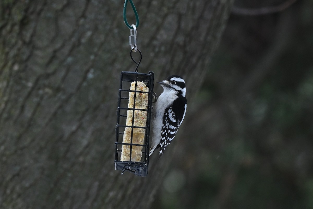 セジロコゲラ - ML645570647