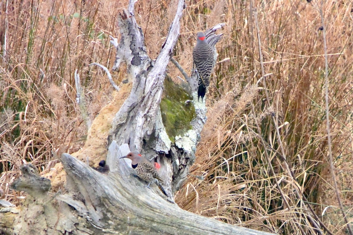 ハシボソキツツキ - ML645570654