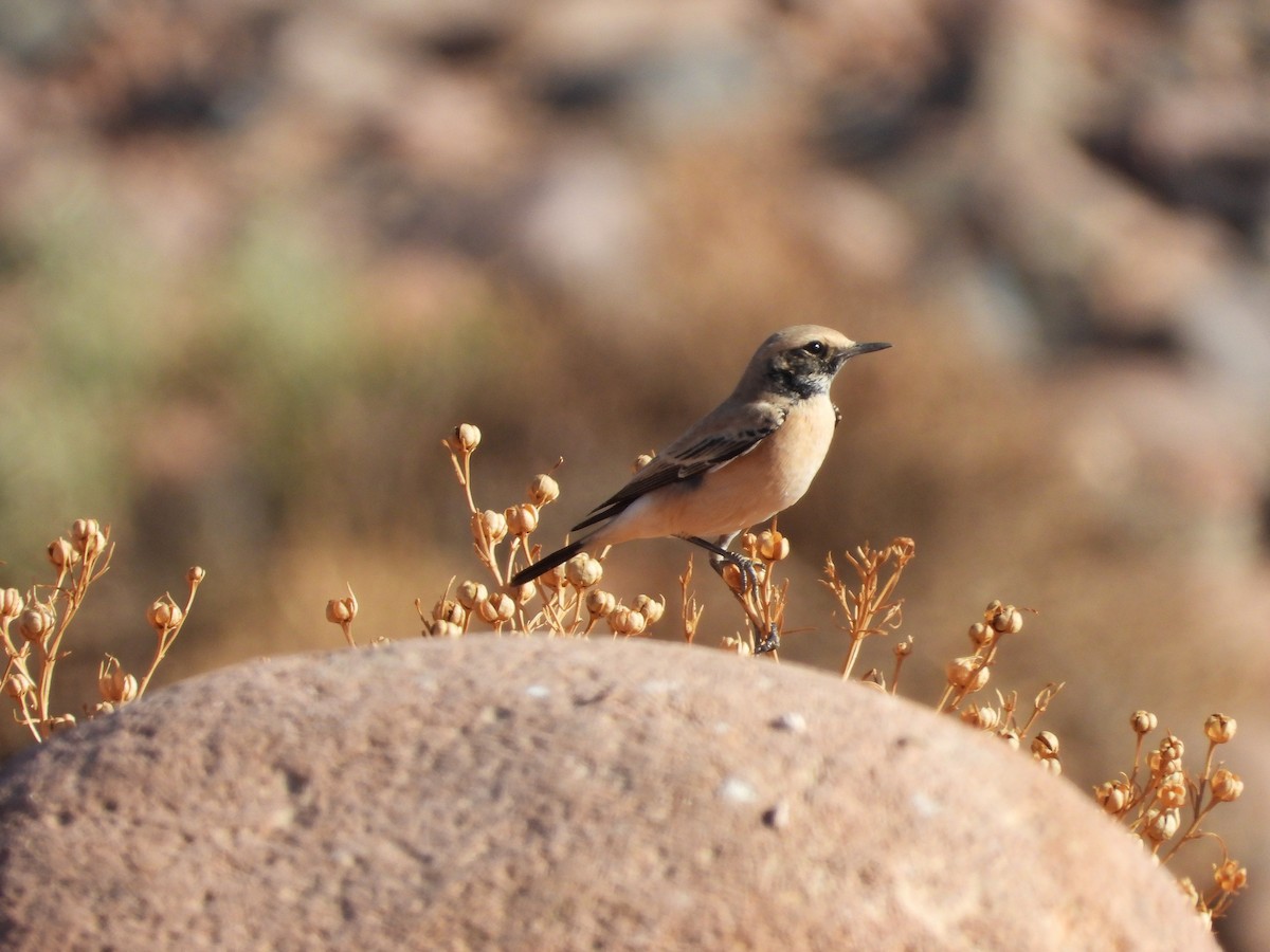 サバクヒタキ - ML645570655