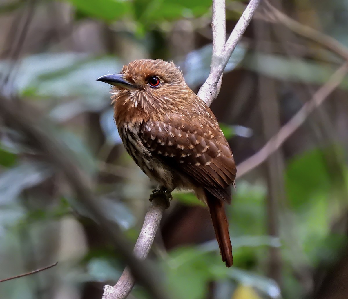 White-whiskered Puffbird - ML645570656
