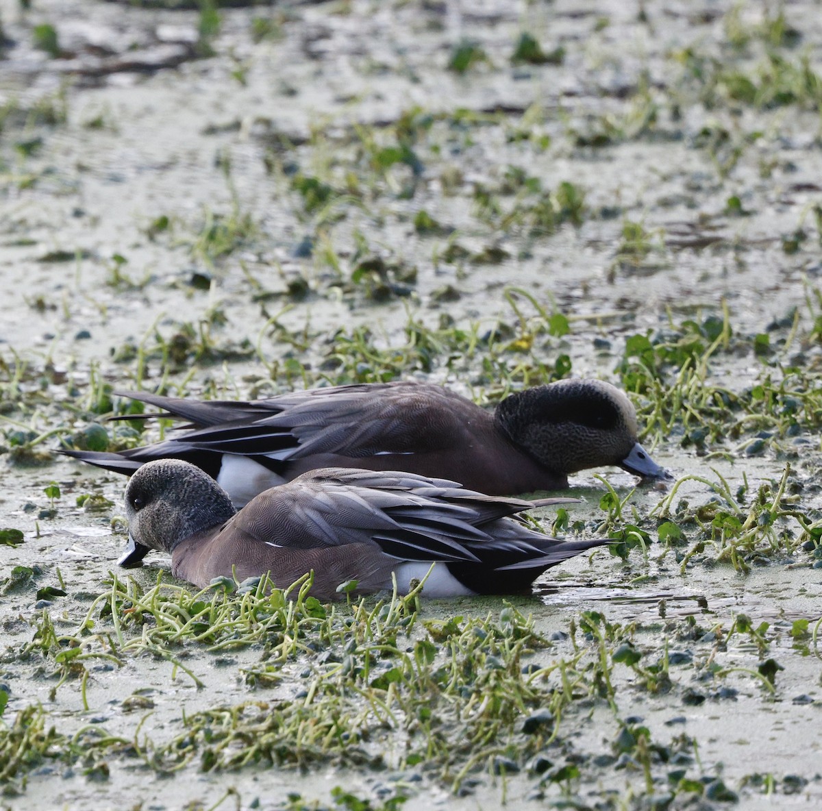 Свищ американський - ML645570658