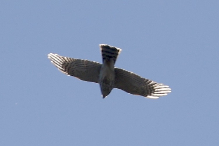Sharp-shinned Hawk - ML645570659