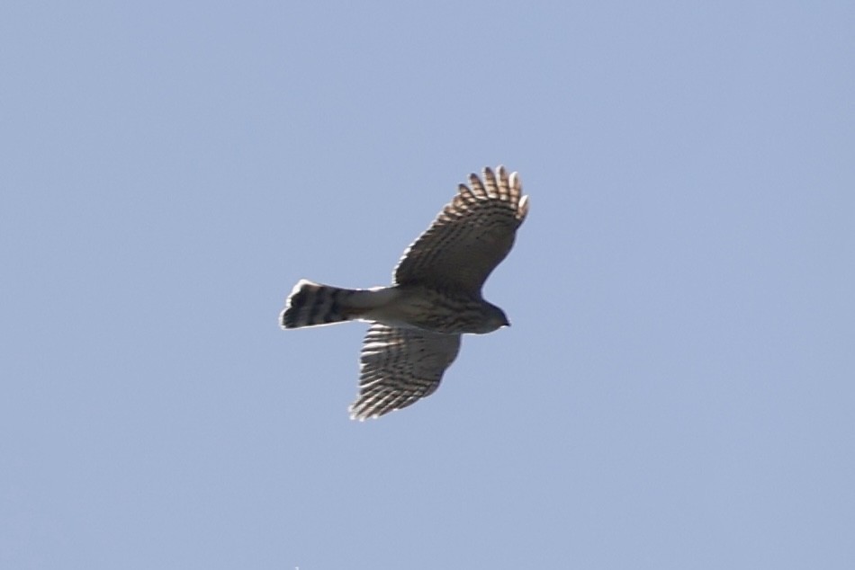 アシボソハイタカ - ML645570660