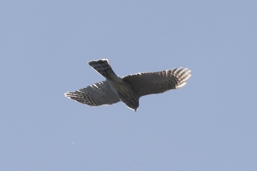 Sharp-shinned Hawk - ML645570662