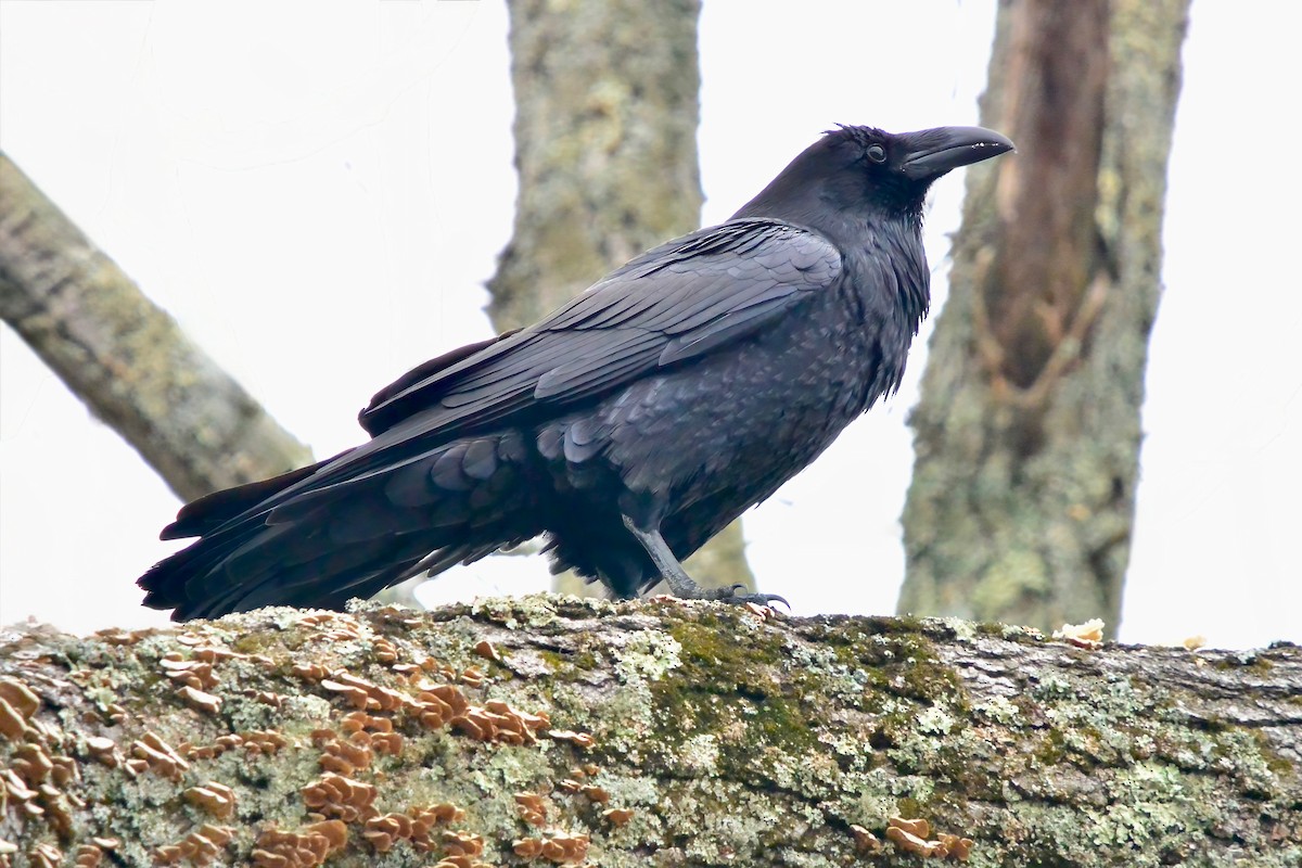 ワタリガラス - ML645570665