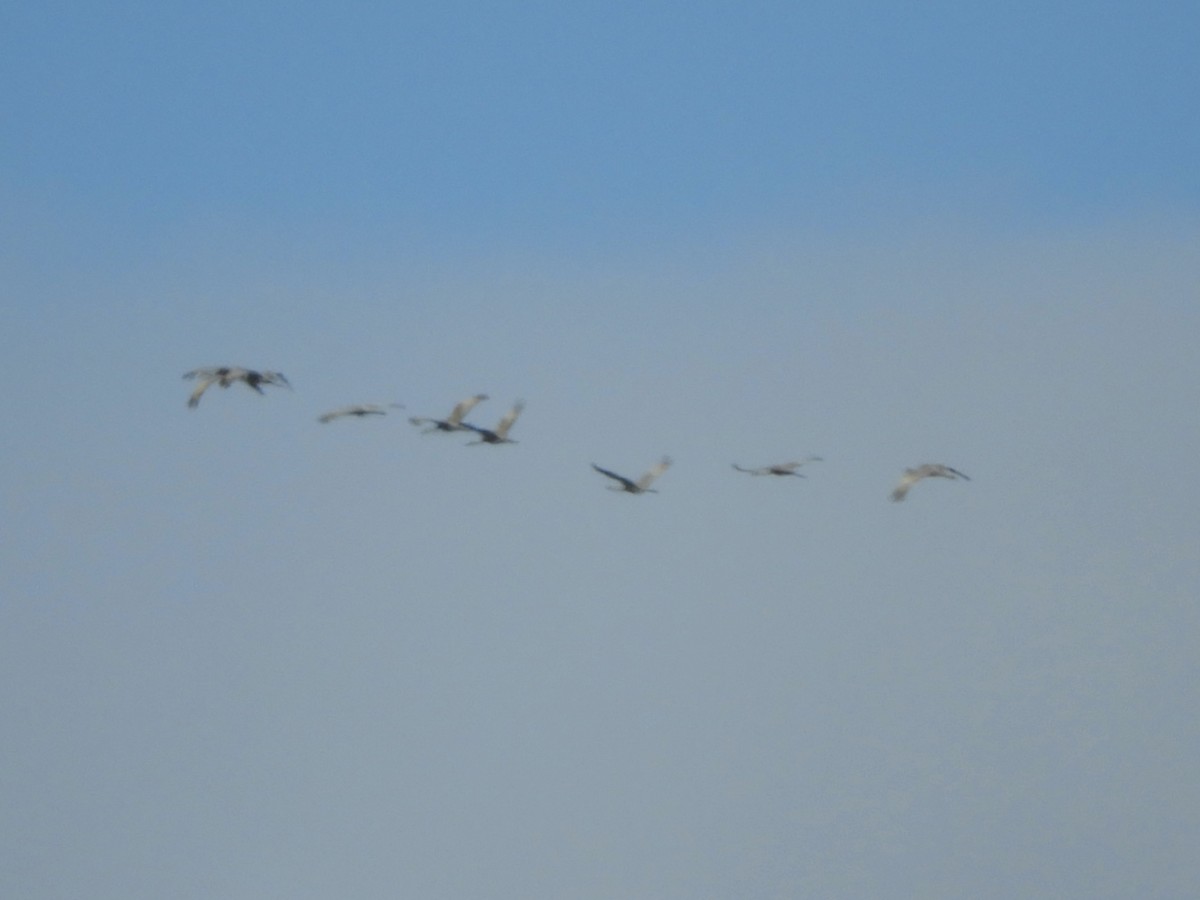 Sandhill Crane - ML645570677