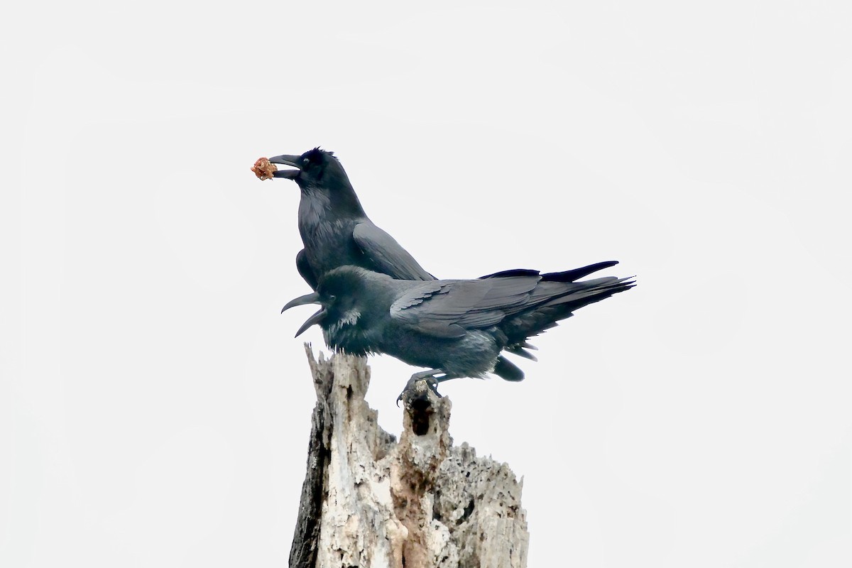 עורב שחור - ML645570678