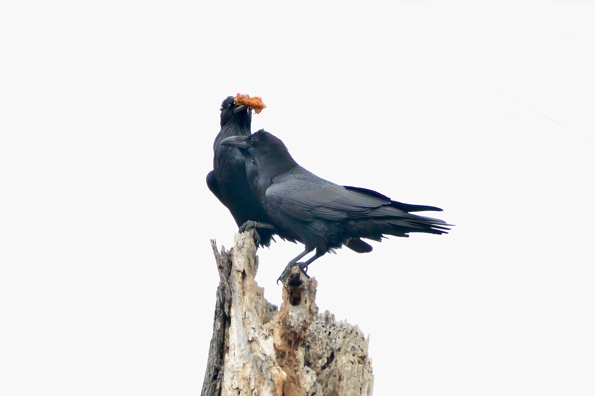 עורב שחור - ML645570679