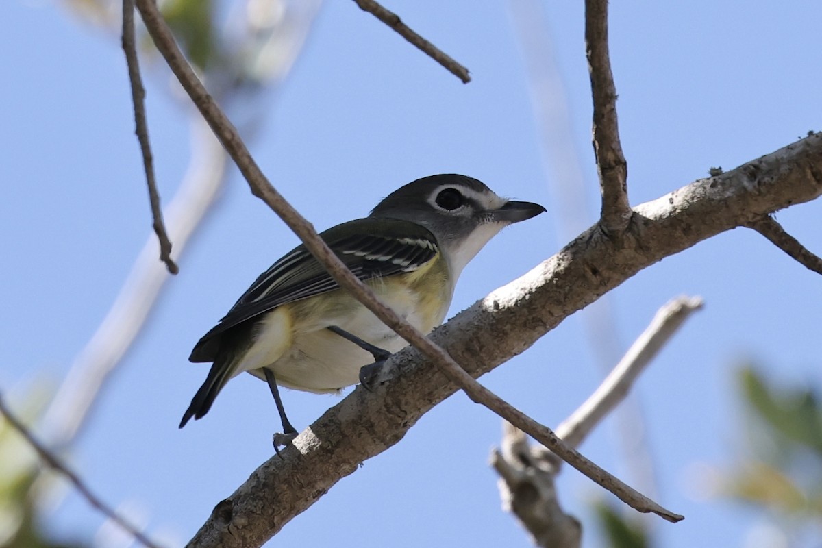 Blue-headed Vireo - ML645570683