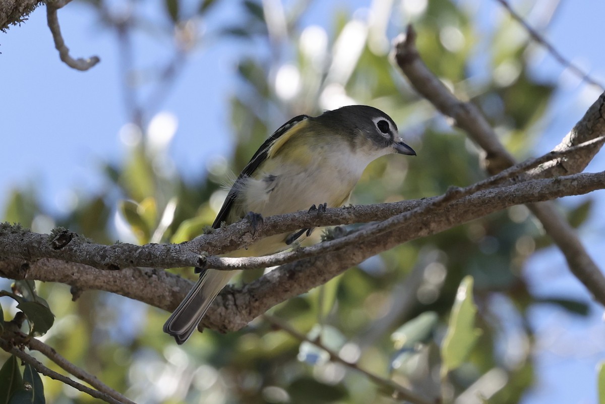 Blue-headed Vireo - ML645570684