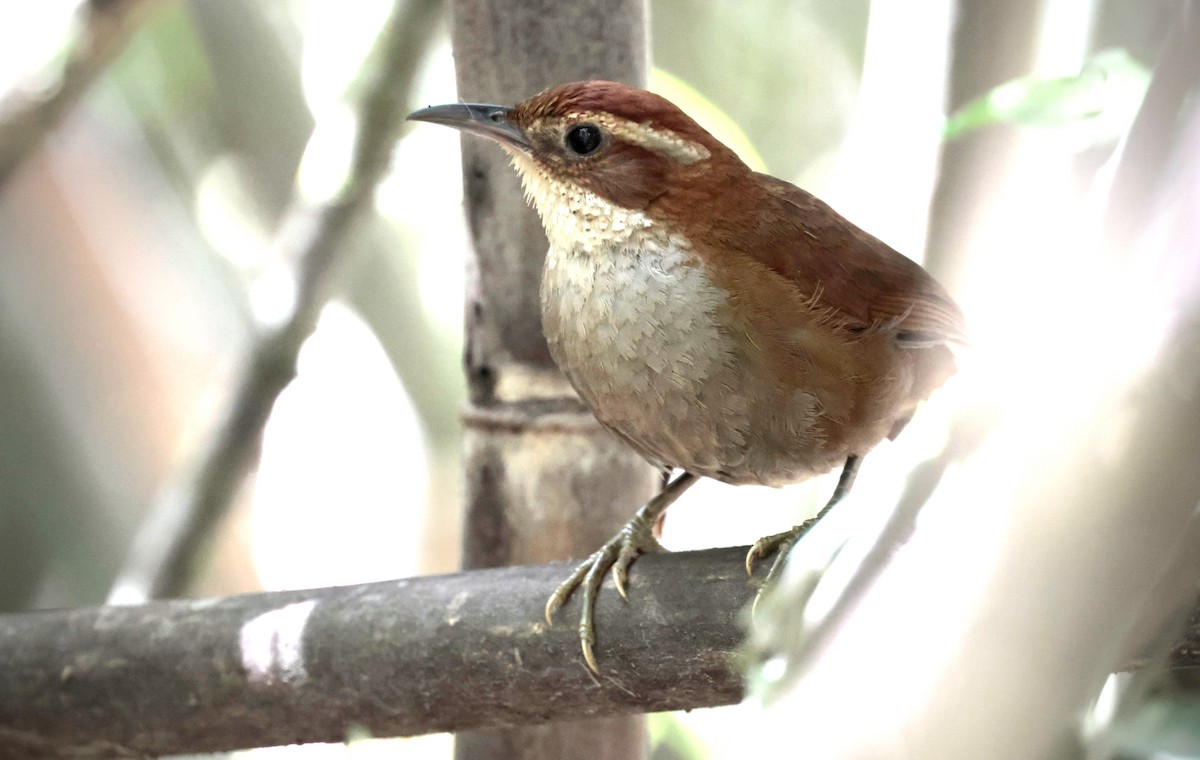 Canebrake Groundcreeper - ML645570687