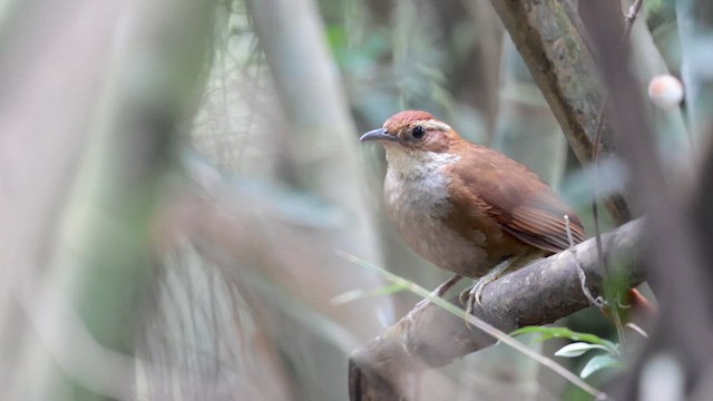 Canebrake Groundcreeper - ML645570688