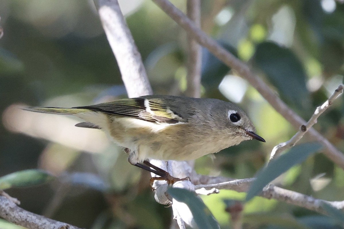 Ruby-crowned Kinglet - ML645570689