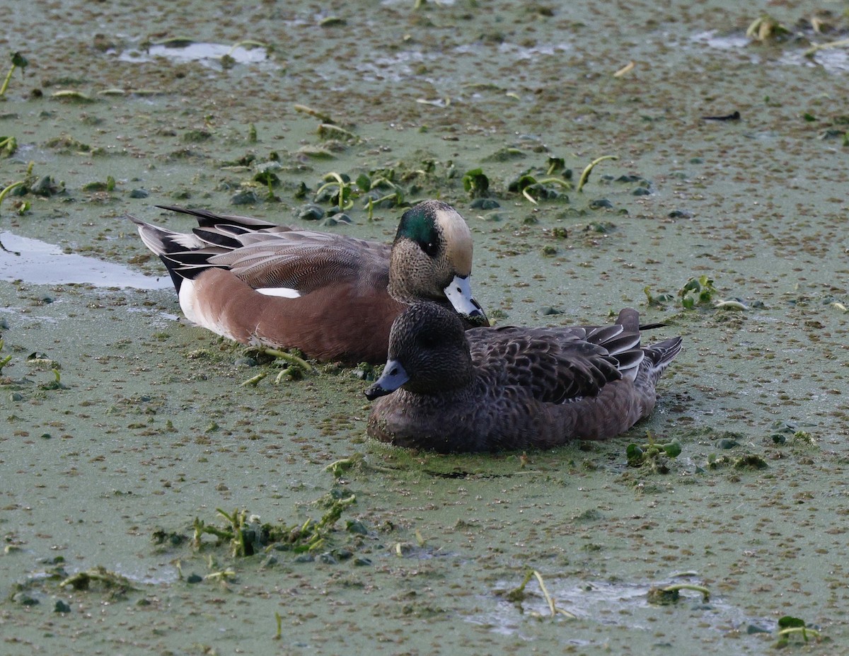 Свищ американський - ML645570690