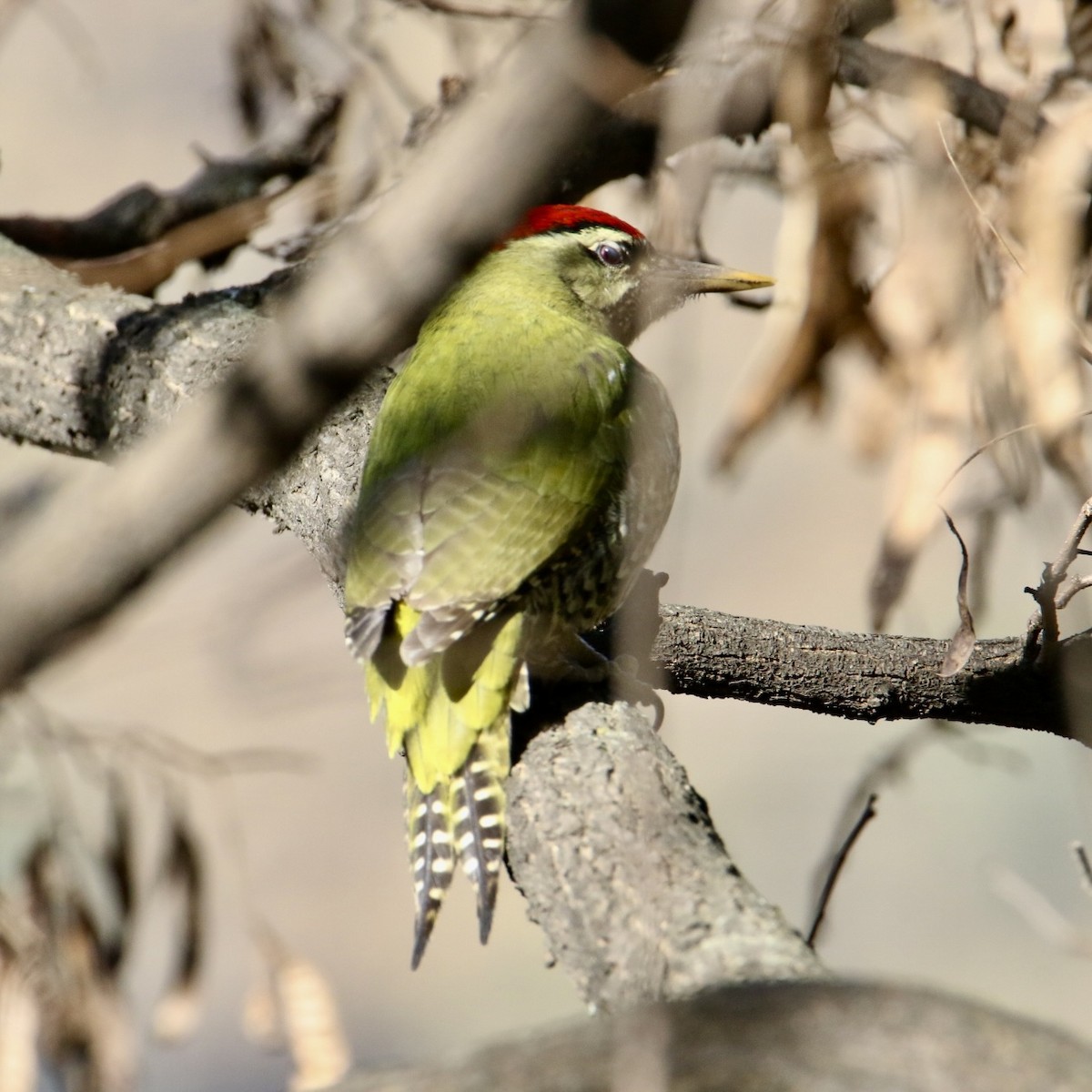 Scaly-bellied Woodpecker - ML645570691