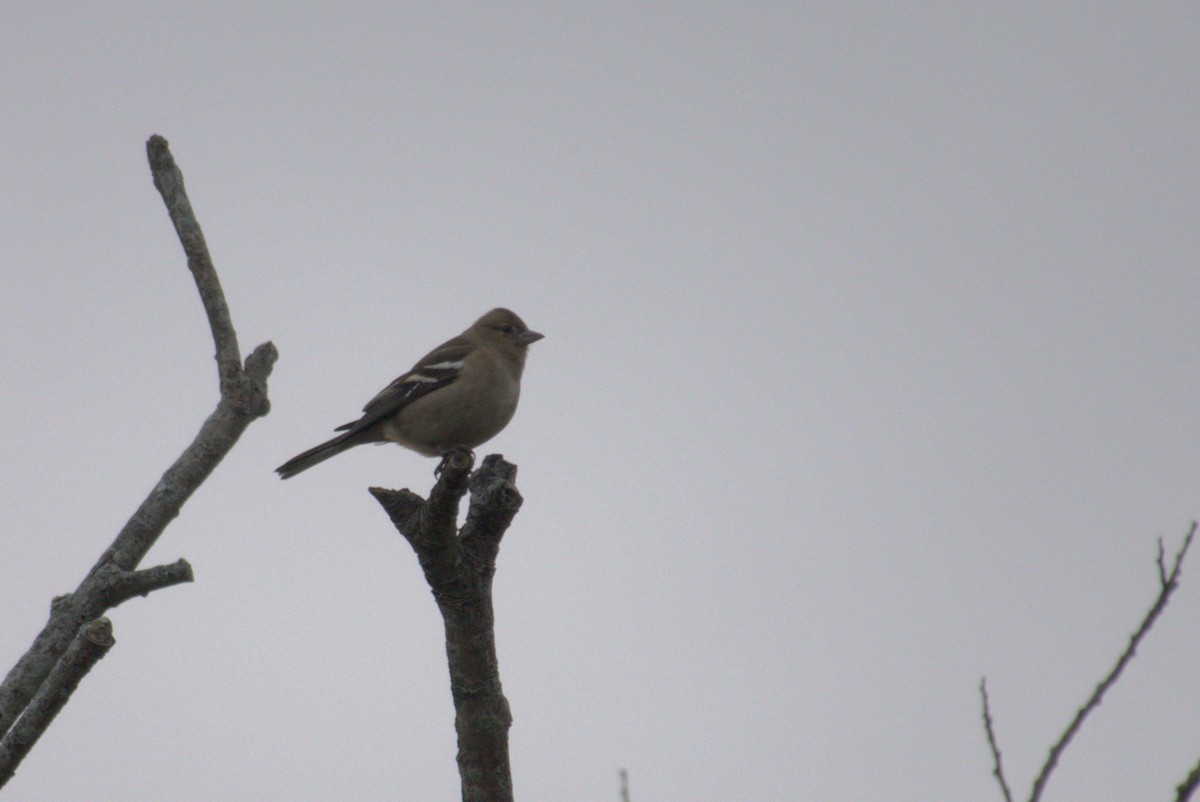 Common Chaffinch - ML645570693
