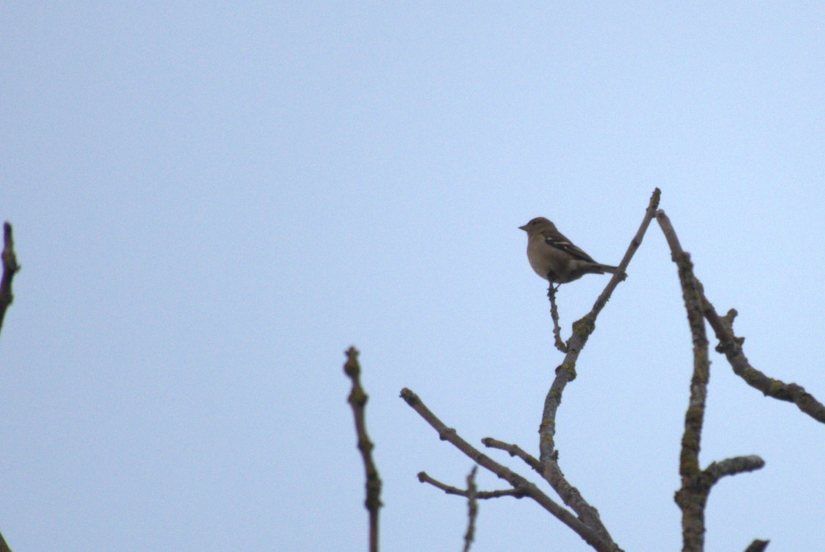Common Chaffinch - ML645570694