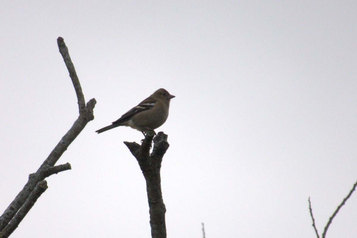 Common Chaffinch - ML645570695