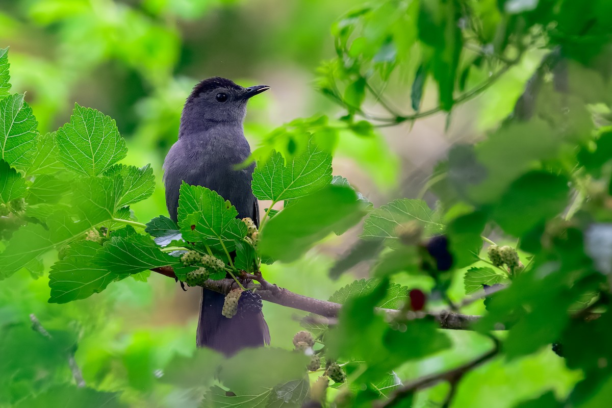 ימימן אמריקני - ML645570725