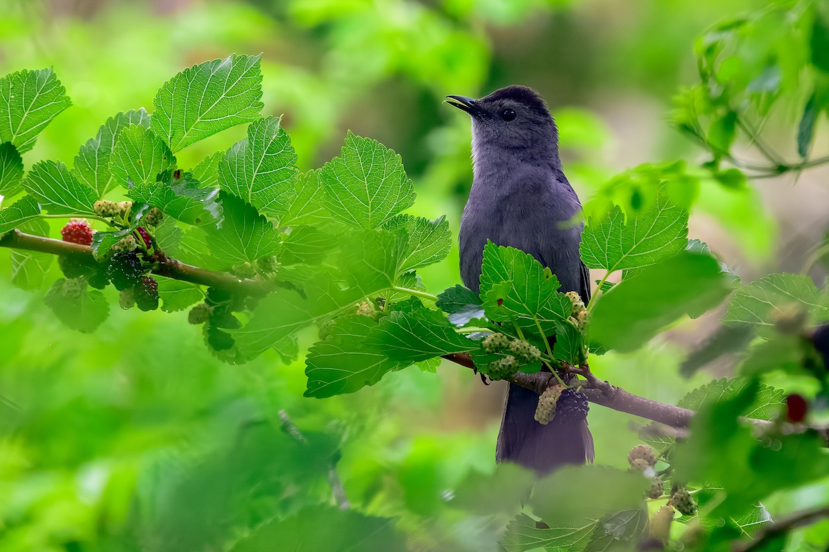 ימימן אמריקני - ML645570726