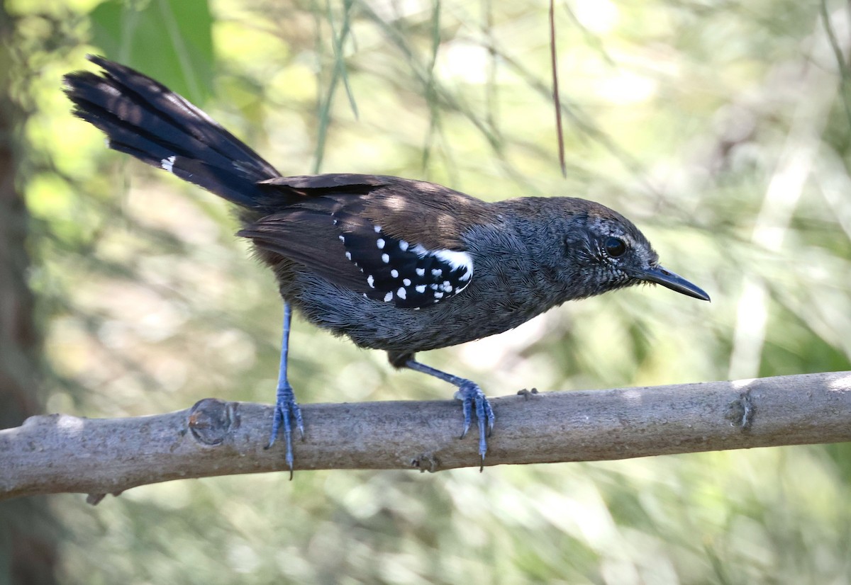 Marsh Antwren (Parana) - ML645570749