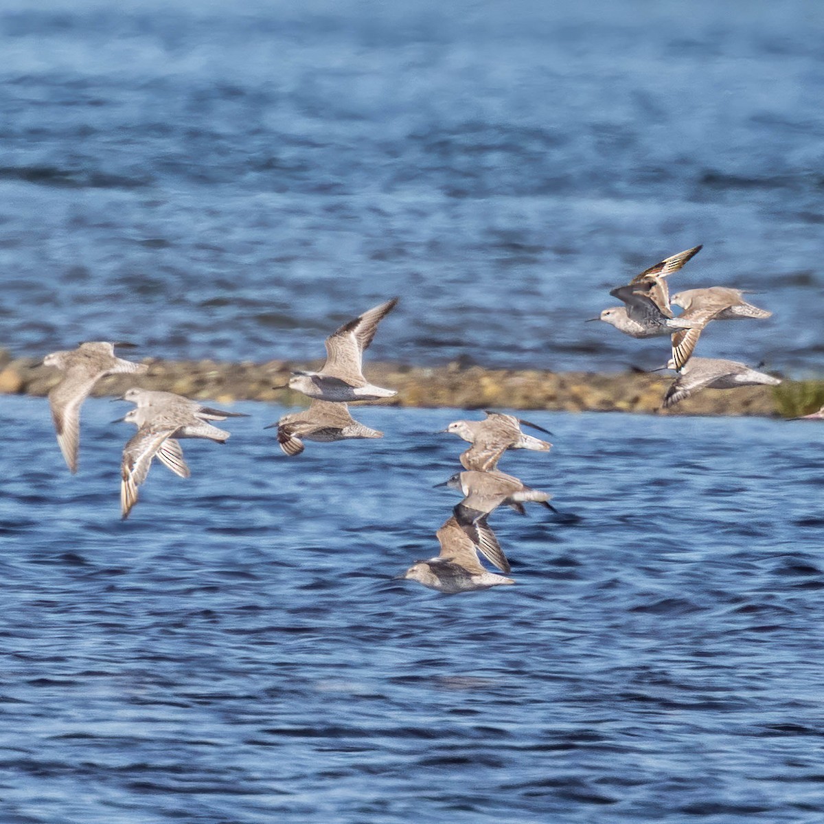 jespák rezavý - ML645570750