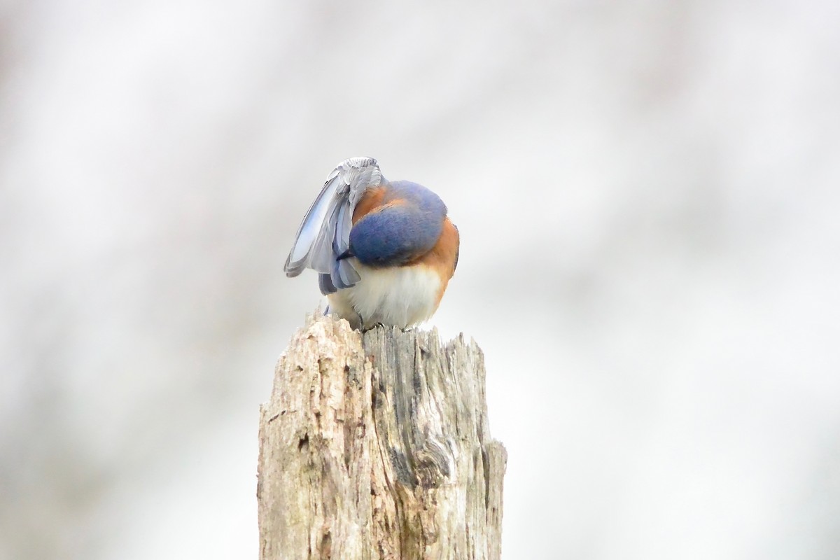 Eastern Bluebird - ML645570753