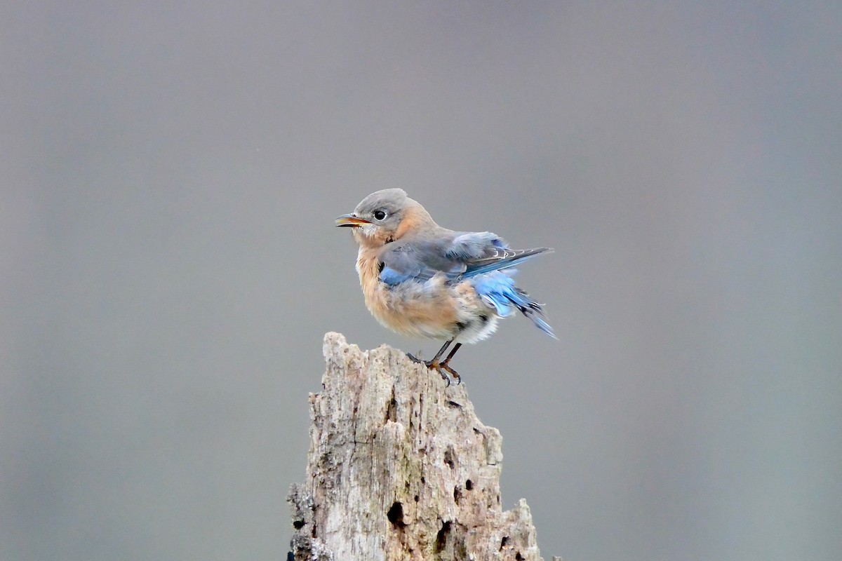 Eastern Bluebird - ML645570755